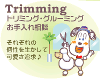 �g���~���O